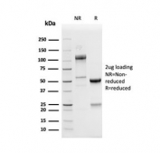 SDS-PAGE analysis of purified, BSA-free recombinant PD-L1 antibody (clone PDL1/4280R) as confirmation of integrity and purity.