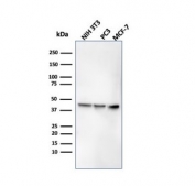 Western blot testing of mouse and human cell lysates with recombinant PDL1 antibody (clone rPDL1/4773).