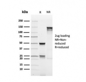 SDS-PAGE analysis of purified, BSA-free recombinant MUC1 antibody as confirmation of integrity and purity.