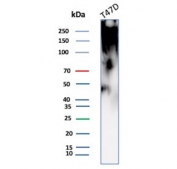 Western blot testing of human T-47D cell lysate with MUC1 antibody (clone rMUC1/4418). This glycoprotein is commonly visualized between 120~500 kDa.