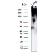 SDS-PAGE analysis of purified, BSA-free recombinant MUC1 antibody as confirmation of integrity and purity.