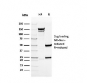 SDS-PAGE analysis of purified, BSA-free COL4A antibody as confirmation of integrity and purity.