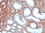 IHC staining of FFPE human kidney with recombinant COL4A antibody. HIER: boil tissue sections in pH 9 10mM Tris with 1mM EDTA for 20 min and allow to cool before testing.