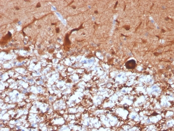 IHC staining of FFPE human cerebellum with recombinant PGP9.5 antibody (clone UCHL1/4556R). HIER: boil tissue sections in pH 9 10mM Tris with 1mM EDTA for 20 min and allow to cool before testing.