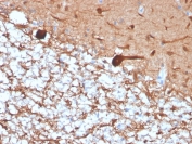 IHC staining of FFPE human cerebellum with recombinant PGP9.5 antibody (clone rUCHL1/4557). HIER: boil tissue sections in pH 9 10mM Tris with 1mM EDTA for 20 min and allow to cool before testing.