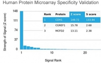 Analysis of HuProt(TM) microarray containing more than 19,000 full-length human proteins using recombinant E-Cadherin antibody. These results demonstrate the foremost specificity of the CDH1/4398R mAb. Z- and S- score: The Z-score represents the strength of a signal that an antibody (in combination with a fluorescently-tagged anti-IgG secondary Ab) produces when binding to a particular protein on the HuProt(TM) array. Z-scores are described in units of standard deviations (SD's) above the mean value of all signals generated on that array. If the targets on the HuProt(TM) are arranged in descending order of the Z-score, the S-score is the difference (also in units of SD's) between the Z-scores. The S-score therefore represents the relative target specificity of an Ab to its intended target.