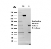 SDS-PAGE analysis of purified, BSA-free DAZL antibody as confirmation of integrity and purity.