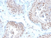 IHC staining of FFPE human testis with Estrogen Receptor beta 2 antibody (clone 57/3). HIER: boil tissue sections in pH 9 10mM Tris with 1mM EDTA for 20 min and allow to cool before testing.