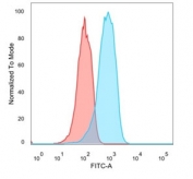 Flow cytometry testing of PFA-fixed human MCF7 cells with Estrogen Receptor beta 2 antibody (clone 57/3); Red=isotype control, Blue= Estrogen Receptor beta 2 antibody.