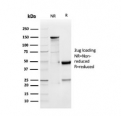 SDS-PAGE analysis of purified, BSA-free GDF9 antibody as confirmation of integrity and purity.