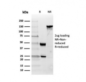 SDS-PAGE analysis of purified, BSA-free Inhibin alpha antibody as confirmation of integrity and purity.