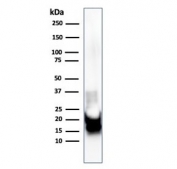 Western blot testing of human brain lysate with MBP antibody. Isoforms may be visualized from 20~37 kDa.