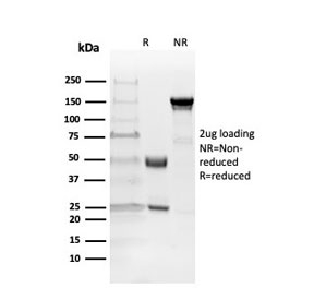SDS-PAGE analysis of purified, BSA-free MBP antibody as confirmation of integrity and purity.