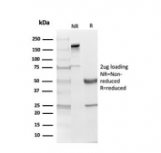 SDS-PAGE analysis of purified, BSA-free Myelin Basic Protein antibody (clone MBP/4274) as confirmation of integrity and purity.