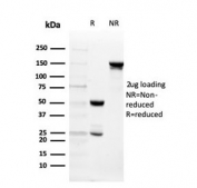 SDS-PAGE analysis of purified, BSA-free Intelectin 1 antibody (clone ITLN1/4062) as confirmation of integrity and purity.