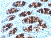 IHC staining of FFPE human colon with Intelectin 1 antibody (clone ITLN1/4062). HIER: boil tissue sections in pH 9 10mM Tris with 1mM EDTA for 20 min and allow to cool before testing.