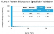 Analysis of HuProt(TM) microarray containing more than 19,000 full-length human proteins using ITLN1 antibody. These results demonstrate the foremost specificity of the ITLN1/4063 mAb. Z- and S- score: The Z-score represents the strength of a signal that an antibody (in combination with a fluorescently-tagged anti-IgG secondary Ab) produces when binding to a particular protein on the HuProt(TM) array. Z-scores are described in units of standard deviations (SD's) above the mean value of all signals generated on that array. If the targets on the HuProt(TM) are arranged in descending order of the Z-score, the S-score is the difference (also in units of SD's) between the Z-scores. The S-score therefore represents the relative target specificity of an Ab to its intended target.