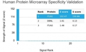 Analysis of HuProt(TM) microarray containing more than 19,000 full-length human proteins using ITLN1 antibody. These results demonstrate the foremost specificity of the ITLN1/4064 mAb. Z- and S- score: The Z-score represents the strength of a signal that an antibody (in combination with a fluorescently-tagged anti-IgG secondary Ab) produces when binding to a particular protein on the HuProt(TM) array. Z-scores are described in units of standard deviations (SD's) above the mean value of all signals generated on that array. If the targets on the HuProt(TM) are arranged in descending order of the Z-score, the S-score is the difference (also in units of SD's) between the Z-scores. The S-score therefore represents the relative target specificity of an Ab to its intended target.