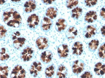 IHC staining of FFPE human colon with ITLN1 antibody. HIER: boil tissue sections in pH 9 10mM Tris with 1mM EDTA for 20 min and allow to cool before testing.~