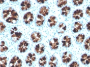IHC staining of FFPE human colon with ITLN1 antibody. HIER: boil tissue sections in pH 9 10mM Tris with 1mM EDTA for 20 min and allow to cool before testing.
