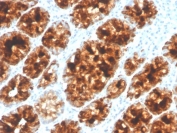 IHC staining of FFPE human colon with Intelectin 1 antibody (clone ITLN1/4065). HIER: boil tissue sections in pH 9 10mM Tris with 1mM EDTA for 20 min and allow to cool before testing.