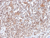 IHC staining of FFPE human tonsil with PRKCA antibody (clone 133). HIER: boil tissue sections in pH 9 10mM Tris with 1mM EDTA for 20 min and allow to cool before testing.