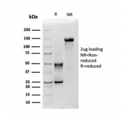 SDS-PAGE analysis of purified, BSA-free Mesothelin antibody (clone MSLN/3385) as confirmation of integrity and purity.