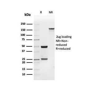 SDS-PAGE analysis of purified, BSA-free BMP15 antibody as confirmation of integrity and purity.