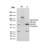 SDS-PAGE analysis of purified, BSA-free Adiponectin antibody (clone ADPN/4255) as confirmation of integrity and purity.
