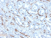 IHC staining of FFPE human kidney with Adiponectin antibody (clone ADPN/4256). HIER: boil tissue sections in pH 9 10mM Tris with 1mM EDTA for 20 min and allow to cool before testing.