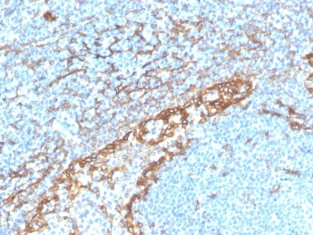 IHC staining of FFPE human tonsil with recombinant Podoplanin antibody (clone PDPN/4009R). HIER: boil tissue sections in pH 9 10mM Tris with 1mM EDTA for 20 min and allow to cool before testing.~