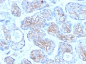 IHC staining of FFPE human placenta with Periostin antibody (clone POSTN/3501). HIER: boil tissue sections in pH 9 10mM Tris with 1mM EDTA for 20 min and allow to cool before testing.