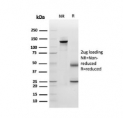 SDS-PAGE analysis of purified, BSA-free Periostin antibody (clone POSTN/3501) as confirmation of integrity and purity.