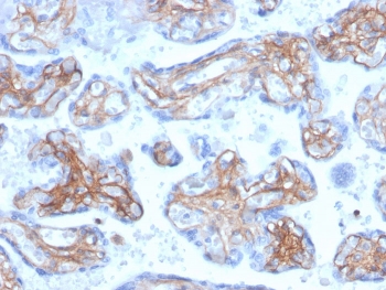 IHC staining of FFPE human placenta with Periostin antibody (clone POSTN/3503). HIER: boil tissue sections in pH 9 10mM Tris with 1mM EDTA for 20 min and allow to cool before testing.