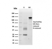 SDS-PAGE analysis of purified, BSA-free Periostin antibody (clone POSTN/3503) as confirmation of integrity and purity.