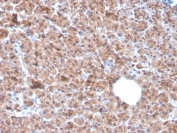 IHC staining of FFPE human pancreas with IL-1 alpha antibody (clone IL1A/3982). HIER: boil tissue sections in pH 9 10mM Tris with 1mM EDTA for 20 min and allow to cool before testing.