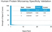 Analysis of HuProt(TM) microarray containing more than 19,000 full-length human proteins using Retinol Binding Protein 4 antibody. These results demonstrate the foremost specificity of the RBP4/4050 mAb. Z- and S- score: The Z-score represents the strength of a signal that an antibody (in combination with a fluorescently-tagged anti-IgG secondary Ab) produces when binding to a particular protein on the HuProt(TM) array. Z-scores are described in units of standard deviations (SD's) above the mean value of all signals generated on that array. If the targets on the HuProt(TM) are arranged in descending order of the Z-score, the S-score is the difference (also in units of SD's) between the Z-scores. The S-score therefore represents the relative target specificity of an Ab to its intended target.
