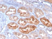 IHC staining of FFPE human kidney with Retinol Binding Protein 4 antibody (clone RBP4/4050). HIER: boil tissue sections in pH 9 10mM Tris with 1mM EDTA for 20 min and allow to cool before testing.