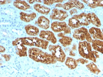 IHC staining of FFPE human kidney with RBP4 antibody. HIER: boil tissue sections in pH 9 10mM Tris with 1mM EDTA for 20 min and allow to cool before testing.