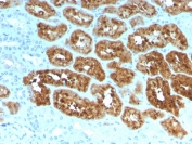 IHC staining of FFPE human kidney with RBP4 antibody (clone RBP4/4051). HIER: boil tissue sections in pH 9 10mM Tris with 1mM EDTA for 20 min and allow to cool before testing.