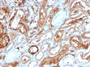 IHC staining of FFPE human kidney with RBP4 antibody. HIER: boil tissue sections in pH 9 10mM Tris with 1mM EDTA for 20 min and allow to cool before testing.