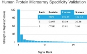 Analysis of HuProt(TM) microarray containing more than 19,000 full-length human proteins using RBP4 antibody. These results demonstrate the foremost specificity of the RBP4/4316 mAb. Z- and S- score: The Z-score represents the strength of a signal that an antibody (in combination with a fluorescently-tagged anti-IgG secondary Ab) produces when binding to a particular protein on the HuProt(TM) array. Z-scores are described in units of standard deviations (SD's) above the mean value of all signals generated on that array. If the targets on the HuProt(TM) are arranged in descending order of the Z-score, the S-score is the difference (also in units of SD's) between the Z-scores. The S-score therefore represents the relative target specificity of an Ab to its intended target.