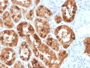 IHC staining of FFPE human kidney with RBP4 antibody. HIER: boil tissue sections in pH 9 10mM Tris with 1mM EDTA for 20 min and allow to cool before testing.