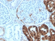 IHC staining of FFPE human kidney with RBP4 antibody. HIER: boil tissue sections in pH 9 10mM Tris with 1mM EDTA for 20 min and allow to cool before testing.