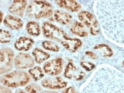 IHC staining of FFPE human kidney with RBP4 antibody. HIER: boil tissue sections in pH 9 10mM Tris with 1mM EDTA for 20 min and allow to cool before testing.