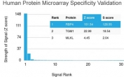 Analysis of HuProt(TM) microarray containing more than 19,000 full-length human proteins using RBP4 antibody. These results demonstrate the foremost specificity of the RBP4/4045 mAb. Z- and S- score: The Z-score represents the strength of a signal that an antibody (in combination with a fluorescently-tagged anti-IgG secondary Ab) produces when binding to a particular protein on the HuProt(TM) array. Z-scores are described in units of standard deviations (SD's) above the mean value of all signals generated on that array. If the targets on the HuProt(TM) are arranged in descending order of the Z-score, the S-score is the difference (also in units of SD's) between the Z-scores. The S-score therefore represents the relative target specificity of an Ab to its intended target.