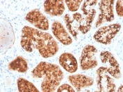 IHC staining of FFPE human kidney with RBP4 antibody. HIER: boil tissue sections in pH 9 10mM Tris with 1mM EDTA for 20 min and allow to cool before testing.