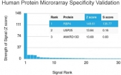Analysis of HuProt(TM) microarray containing more than 19,000 full-length human proteins using RBP4 antibody. These results demonstrate the foremost specificity of the RBP4/4048 mAb. Z- and S- score: The Z-score represents the strength of a signal that an antibody (in combination with a fluorescently-tagged anti-IgG secondary Ab) produces when binding to a particular protein on the HuProt(TM) array. Z-scores are described in units of standard deviations (SD's) above the mean value of all signals generated on that array. If the targets on the HuProt(TM) are arranged in descending order of the Z-score, the S-score is the difference (also in units of SD's) between the Z-scores. The S-score therefore represents the relative target specificity of an Ab to its intended target.