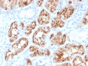 IHC staining of FFPE human kidney with RBP4 antibody. HIER: boil tissue sections in pH 9 10mM Tris with 1mM EDTA for 20 min and allow to cool before testing.