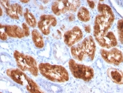 IHC staining of FFPE human kidney with RBP4 antibody. HIER: boil tissue sections in pH 9 10mM Tris with 1mM EDTA for 20 min and allow to cool before testing.